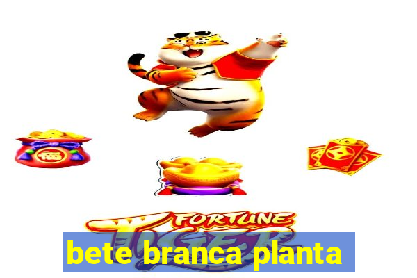 bete branca planta